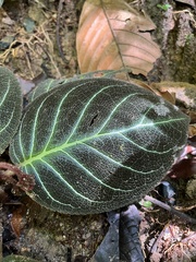 Pearcea hypocyrtiflora