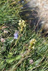 Pedicularis tuberosa
