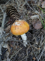 Amanita muscaria