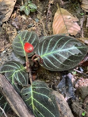 Pearcea hypocyrtiflora