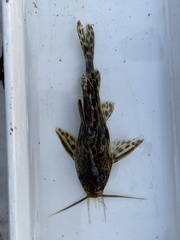 Synodontis