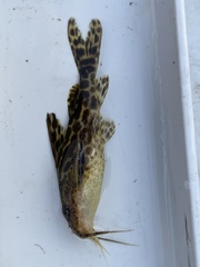 Synodontis