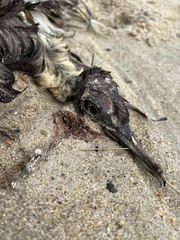 Calonectris diomedea