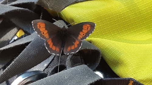 Large Ringlet, Gemeinde Tarrenz, 6464 Tarrenz, Österreich, photo 10 of 10