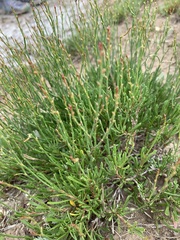 Limonium suffruticosum