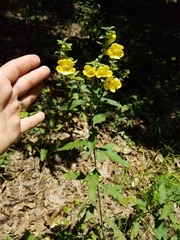 Aureolaria virginica