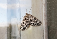 Arichanna melanaria