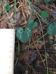 Hexastylis shuttleworthii