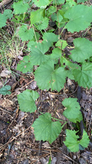 Vitis rotundifolia munsoniana