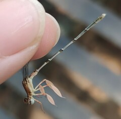 Platycnemis phyllopoda
