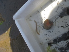 Phyllodocida