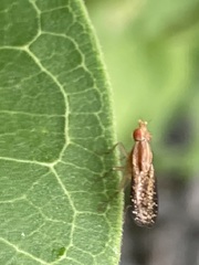 Trypetoptera canadensis
