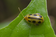 Philopona mouhoti