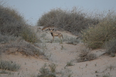 Vulpes vulpes arabica
