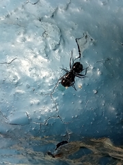 Camponotus vagus