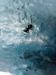 Camponotus vagus