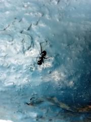 Camponotus vagus