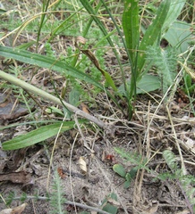 Centaurea stoebe australis