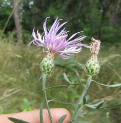 Centaurea stoebe australis