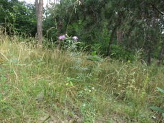 Centaurea stoebe australis