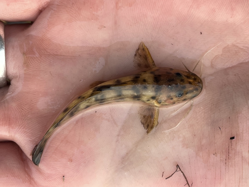 Zambezi Grunter