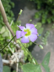 Oxalis
