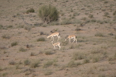 Gazella marica