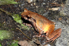 Xenophrys