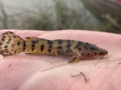 Zambezi grunter (Parauchenoglanis ngamensis) — Claroteidae