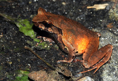 Xenophrys