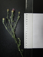 Centaurea stoebe australis