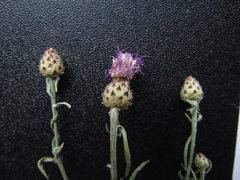 Centaurea stoebe australis