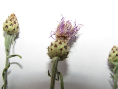 Centaurea stoebe australis