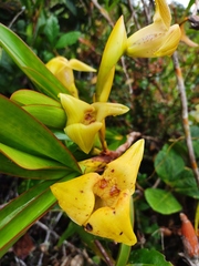 Maxillaria erikae
