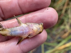 Parauchenoglanis ngamensis