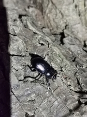 Eophileurus chinensis