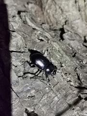 Eophileurus chinensis