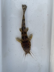 Parauchenoglanis ngamensis