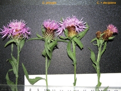 Centaurea phrygia phrygia