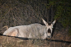 Oryx leucoryx