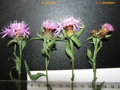 Centaurea phrygia phrygia