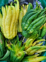 Citrus medica sarcodactylis