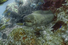 Gymnothorax unicolor