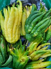 Citrus medica sarcodactylis