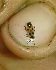 Horvathiolus superbus