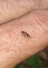 Horvathiolus superbus