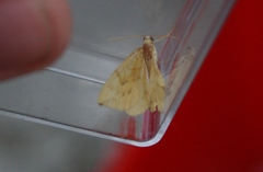 Gandaritis pyraliata