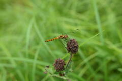 Sympetrum depressiusculum