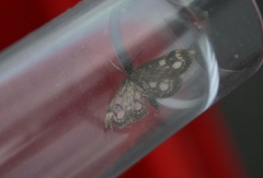 Anania coronata