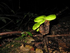 Trimeresurus popeiorum